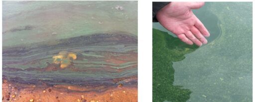 sinivetikas cyanobacteria