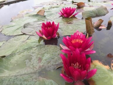 Nymphaea Escarboucle
