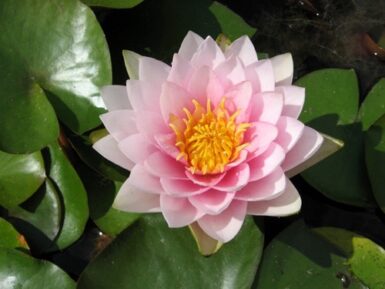 Nymphaea Hollandia