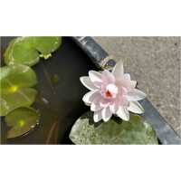 Nymphaea Madame Wilfron Gonnere