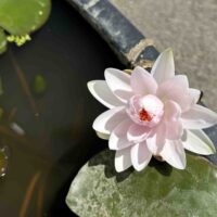 Vesiroos Madame Wilfron Gonnere