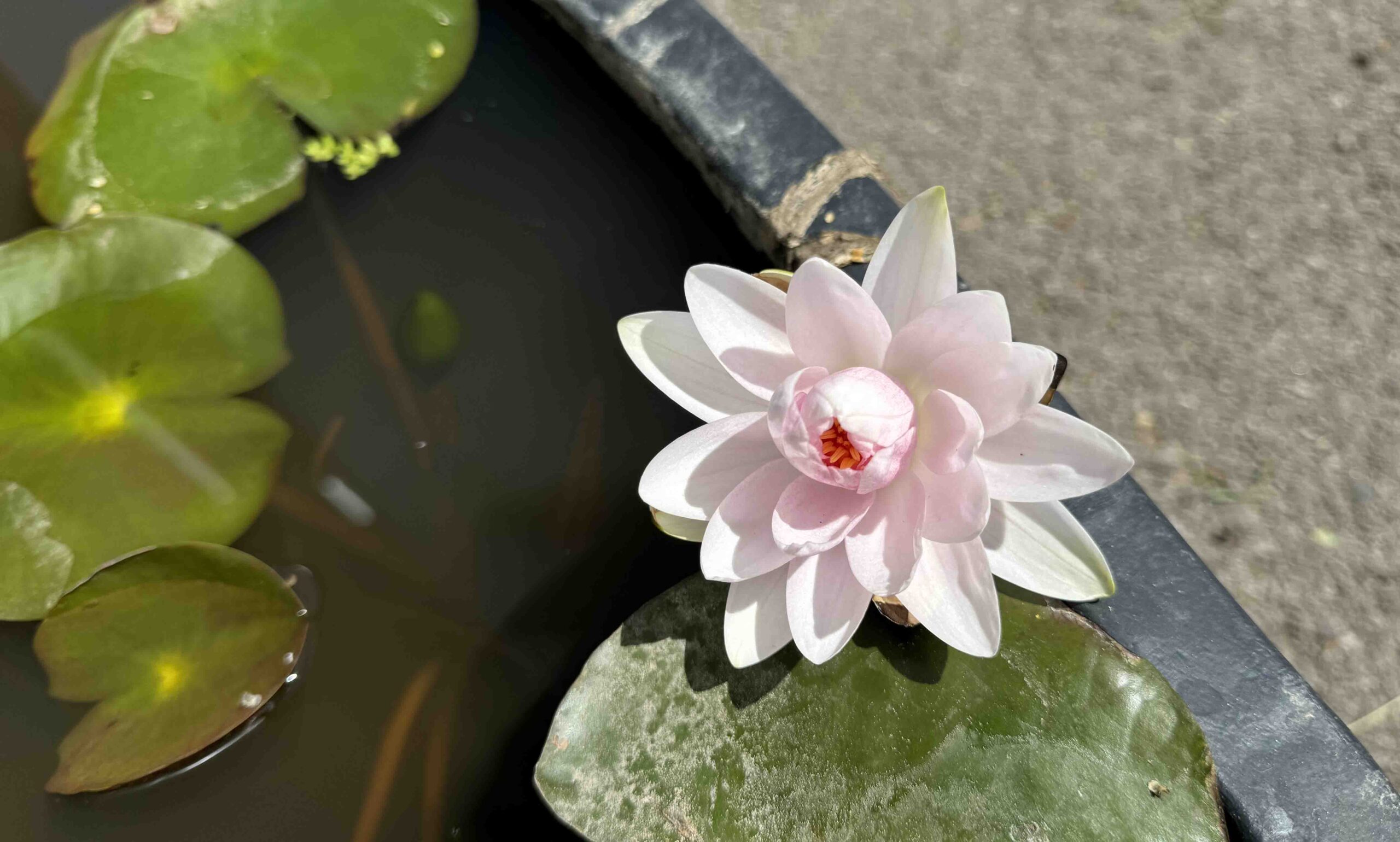 Nymphaea Madame Wilfron Gonnere