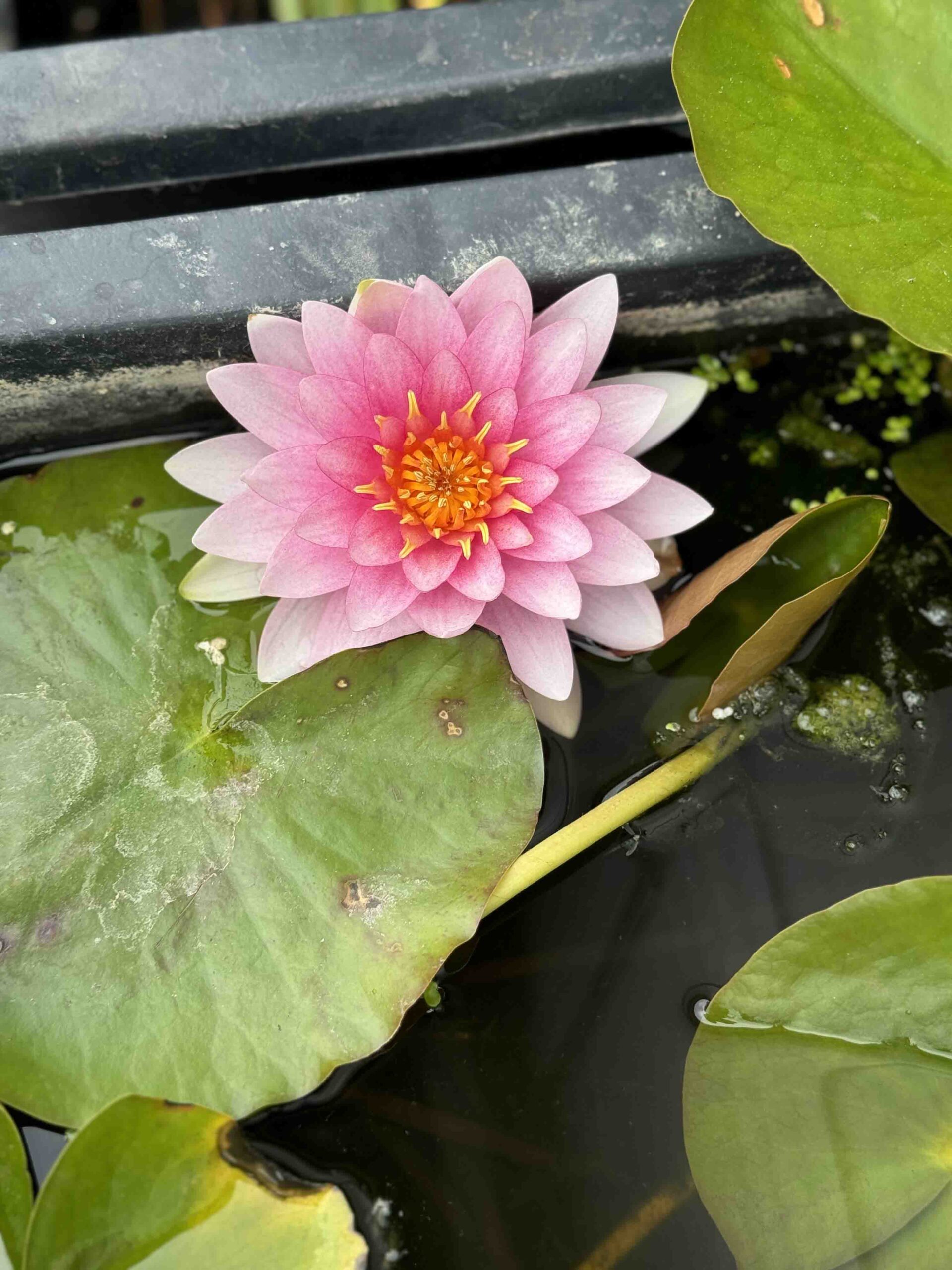 Nymphaea Madame Wilfron Gonnere