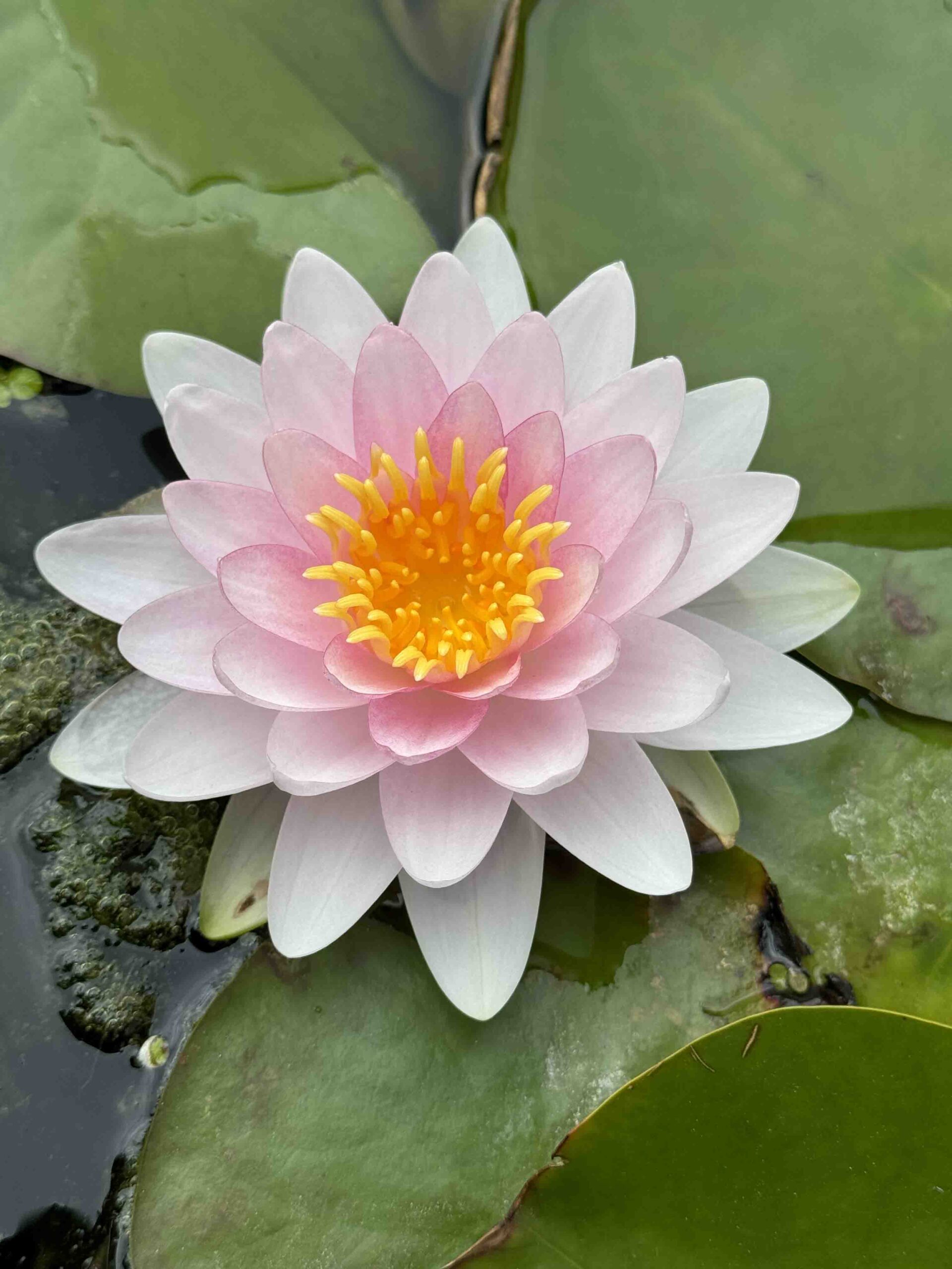 Nymphaea Madame Wilfron Gonnere