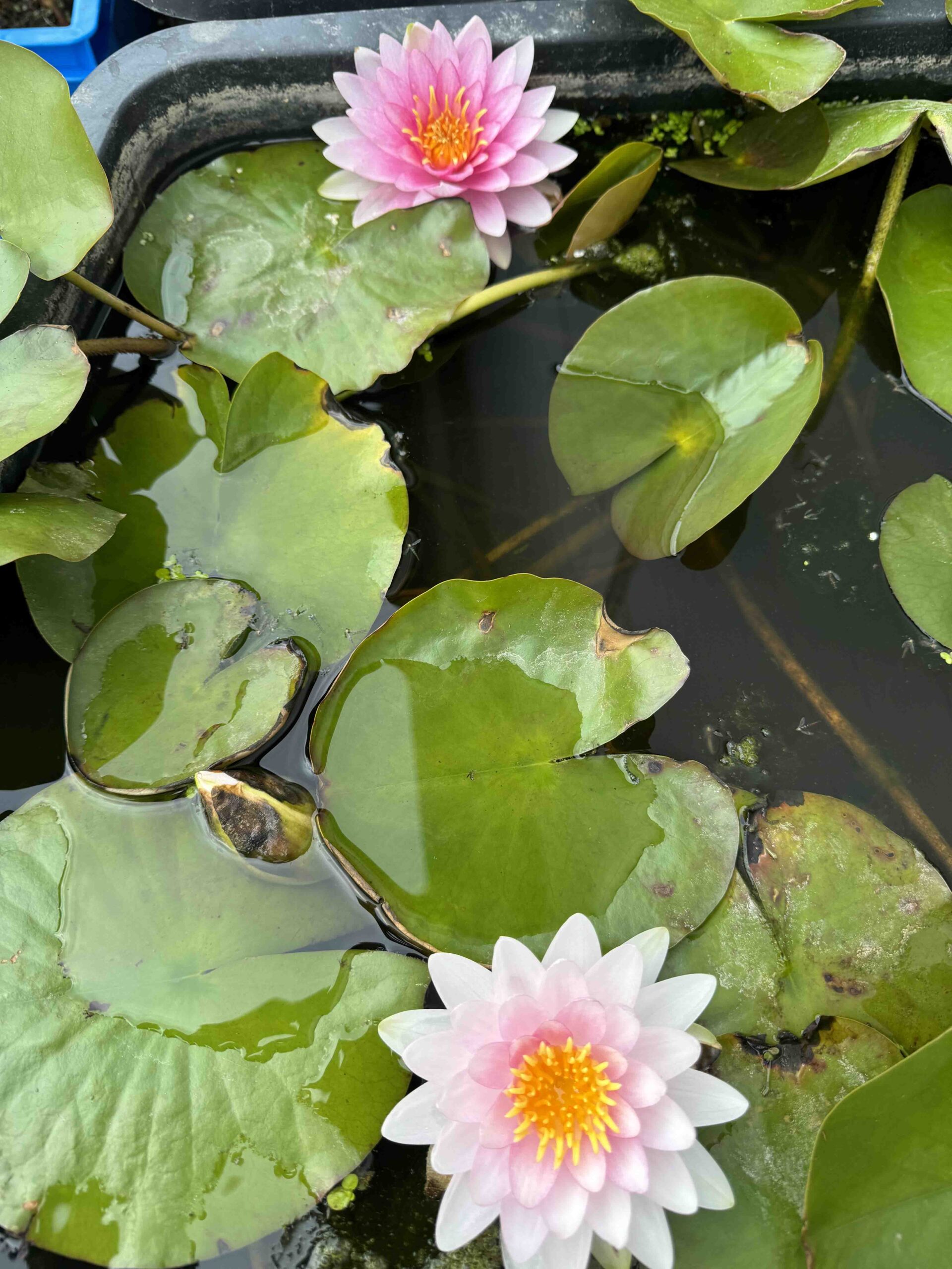 Nymphaea Madame Wilfron Gonnere