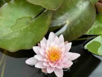 Vesiroos Marliacea Rosea