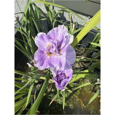 Iiris Pink Parfait