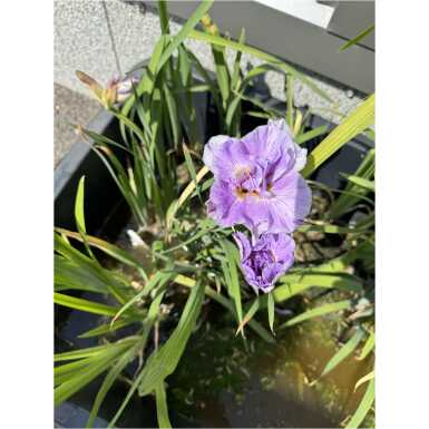 Iiris Pink Parfait
