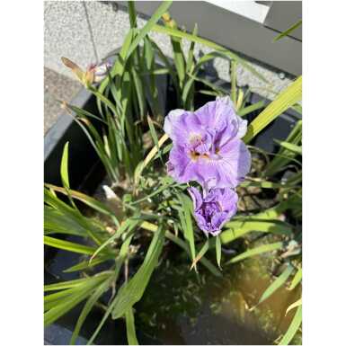 Siberian iris Pink Parfait 