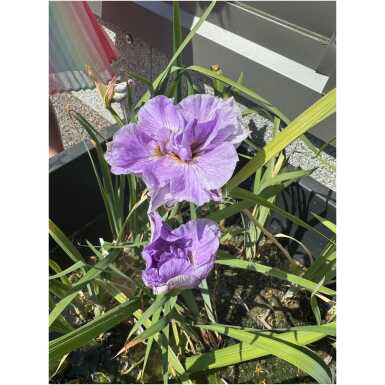 Siberian iris Pink Parfait 