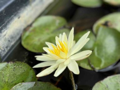 Nymphaea Charlene Strawn