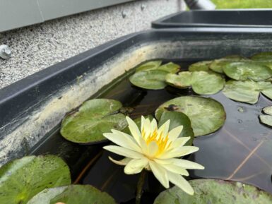 Nymphaea Charlene Strawn