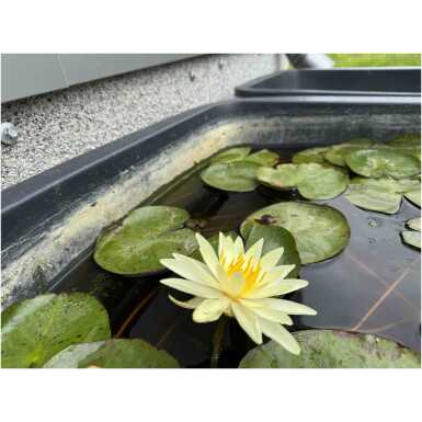 Nymphaea Charlene Strawn