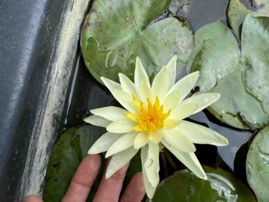 Nymphaea Charlene Strawn