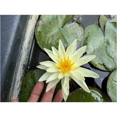 Nymphaea Charlene Strawn