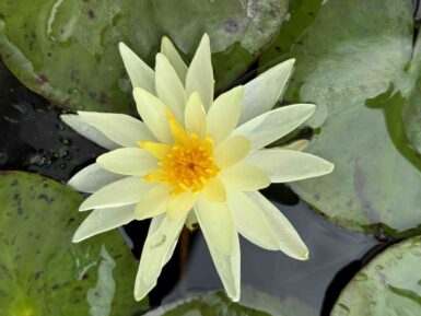 Nymphaea Charlene Strawn