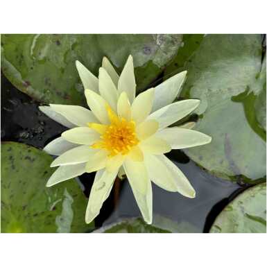 Nymphaea Charlene Strawn