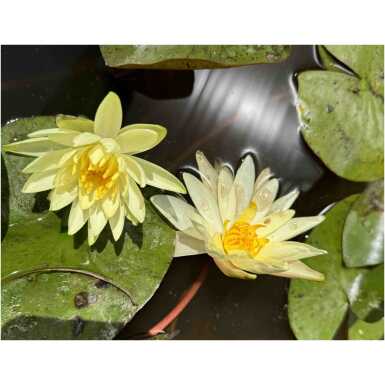 Nymphaea Charlene Strawn