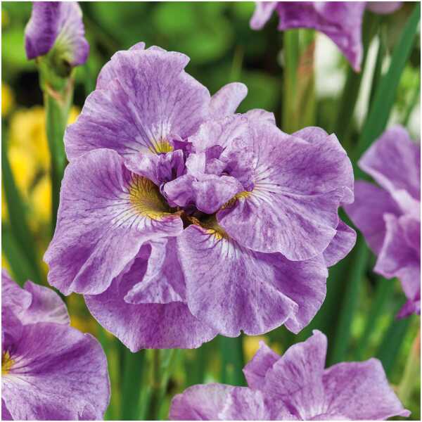 iiris Pink Parfait