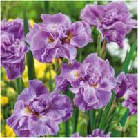 iiris Pink Parfait