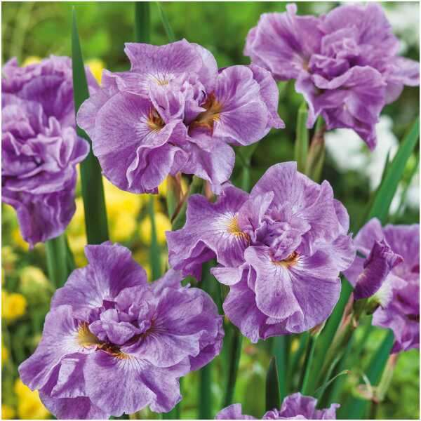 iiris Pink Parfait