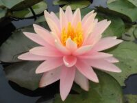vesiroos Sunny Pink