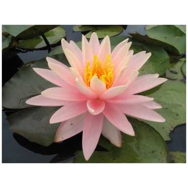 vesiroos Sunny Pink