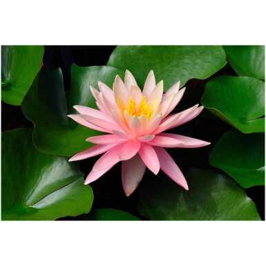 vesiroos Sunny Pink