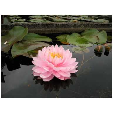 Vesiroos Lilypons
