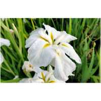 iiris White Ladies