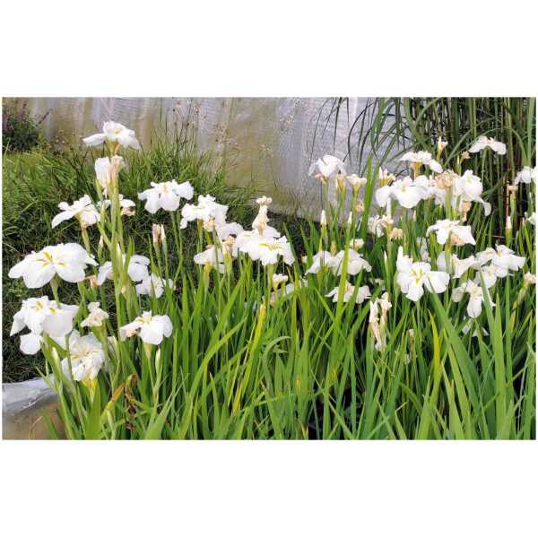 iiris White Ladies