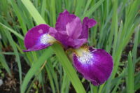 iiris Grosser Wein