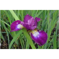 iiris Grosser Wein