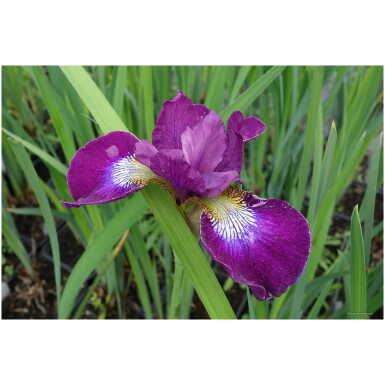 iiris Grosser Wein