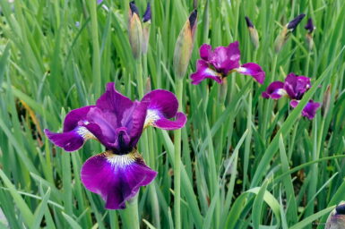 Siberian iris Grosser Wein