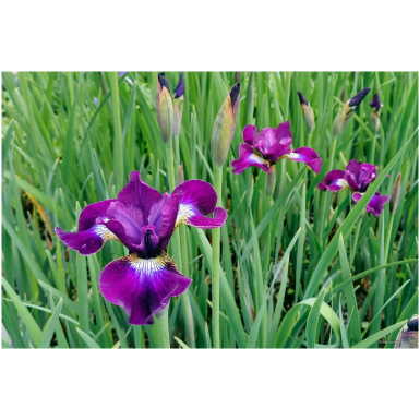 iiris Grosser Wein