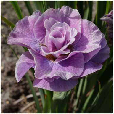 iiris Pink Parfait