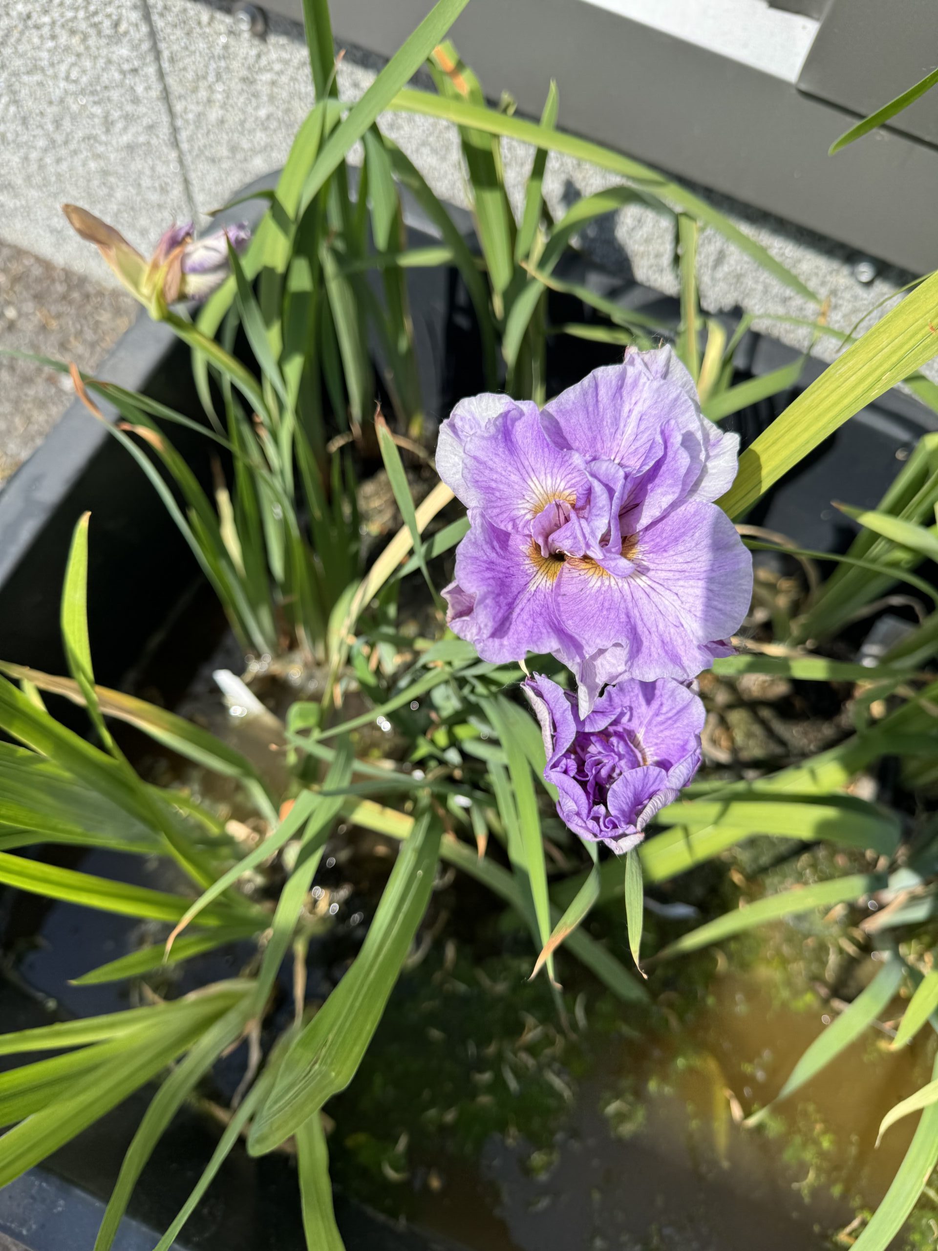 Iiris Pink Parfait