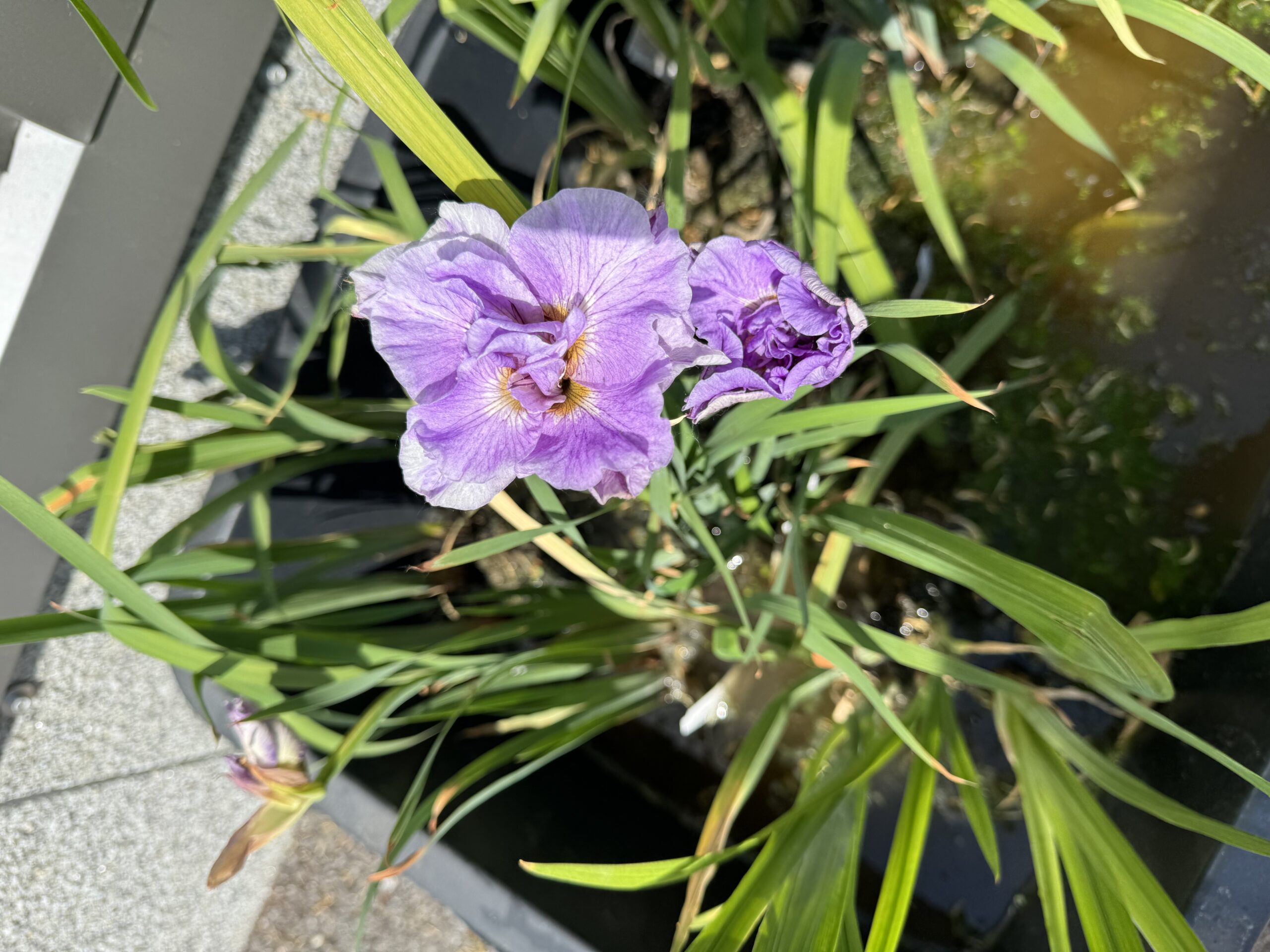 Siberian iris Pink Parfait