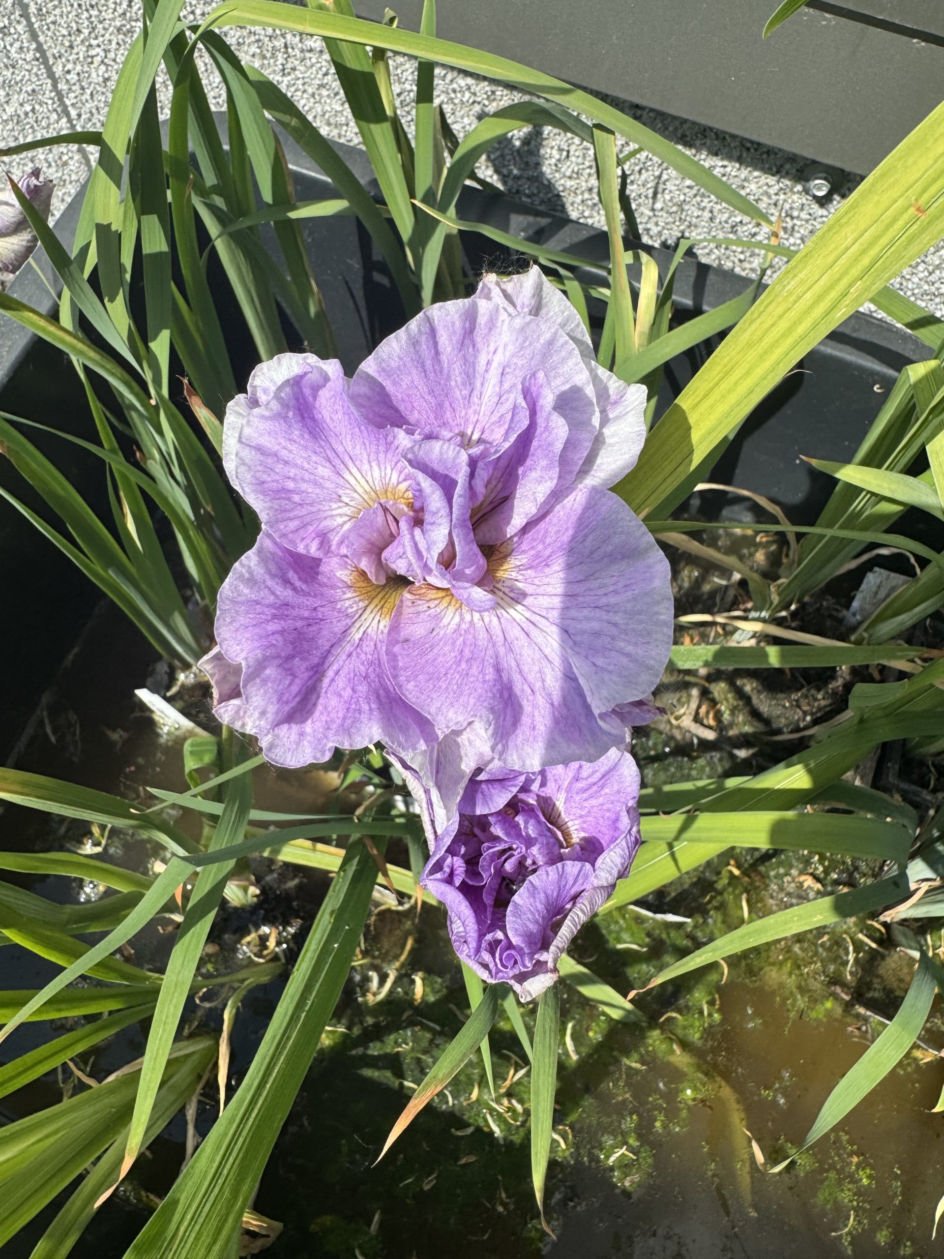 Iiris Pink Parfait