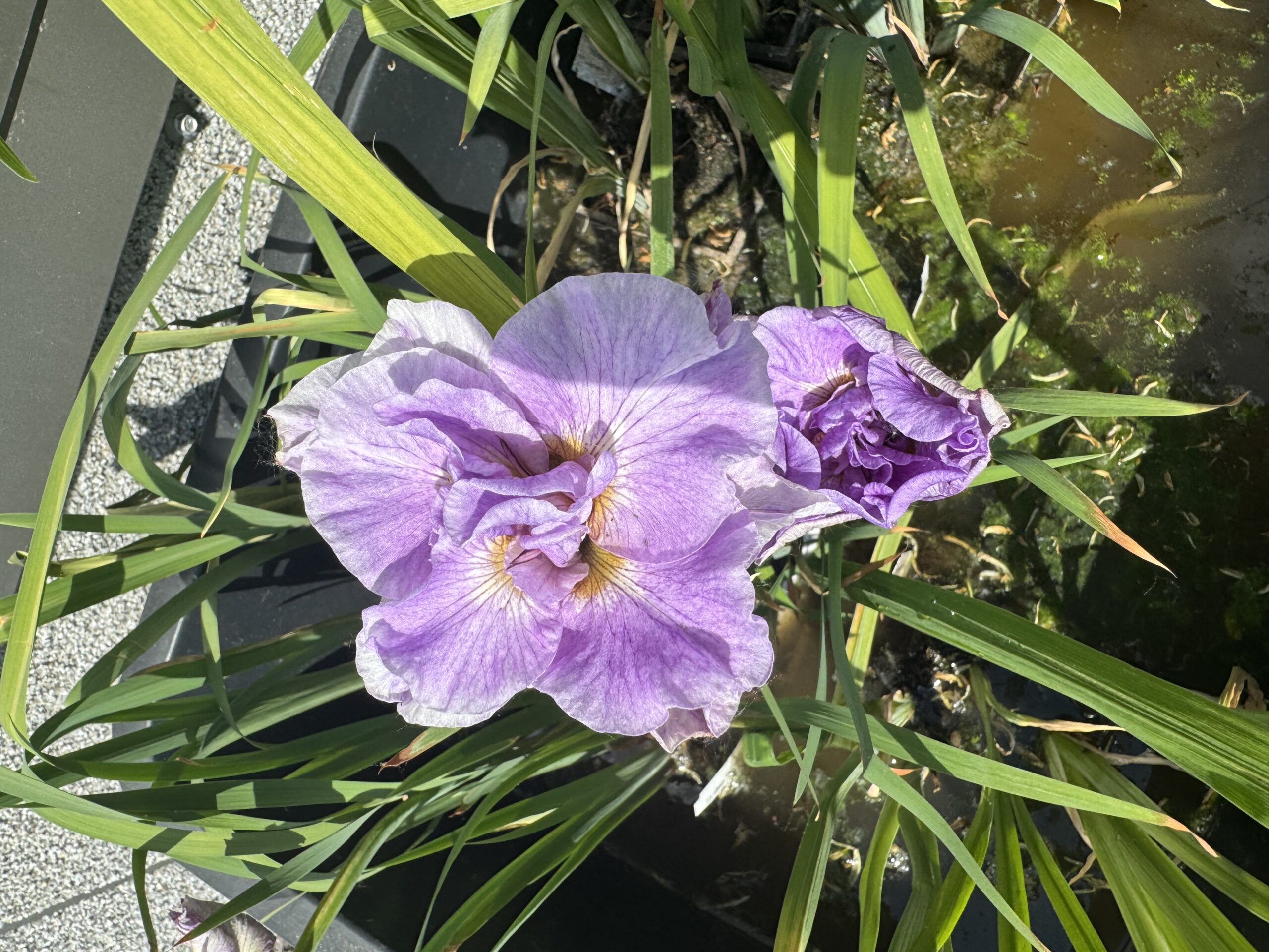 Siberian iris Pink Parfait