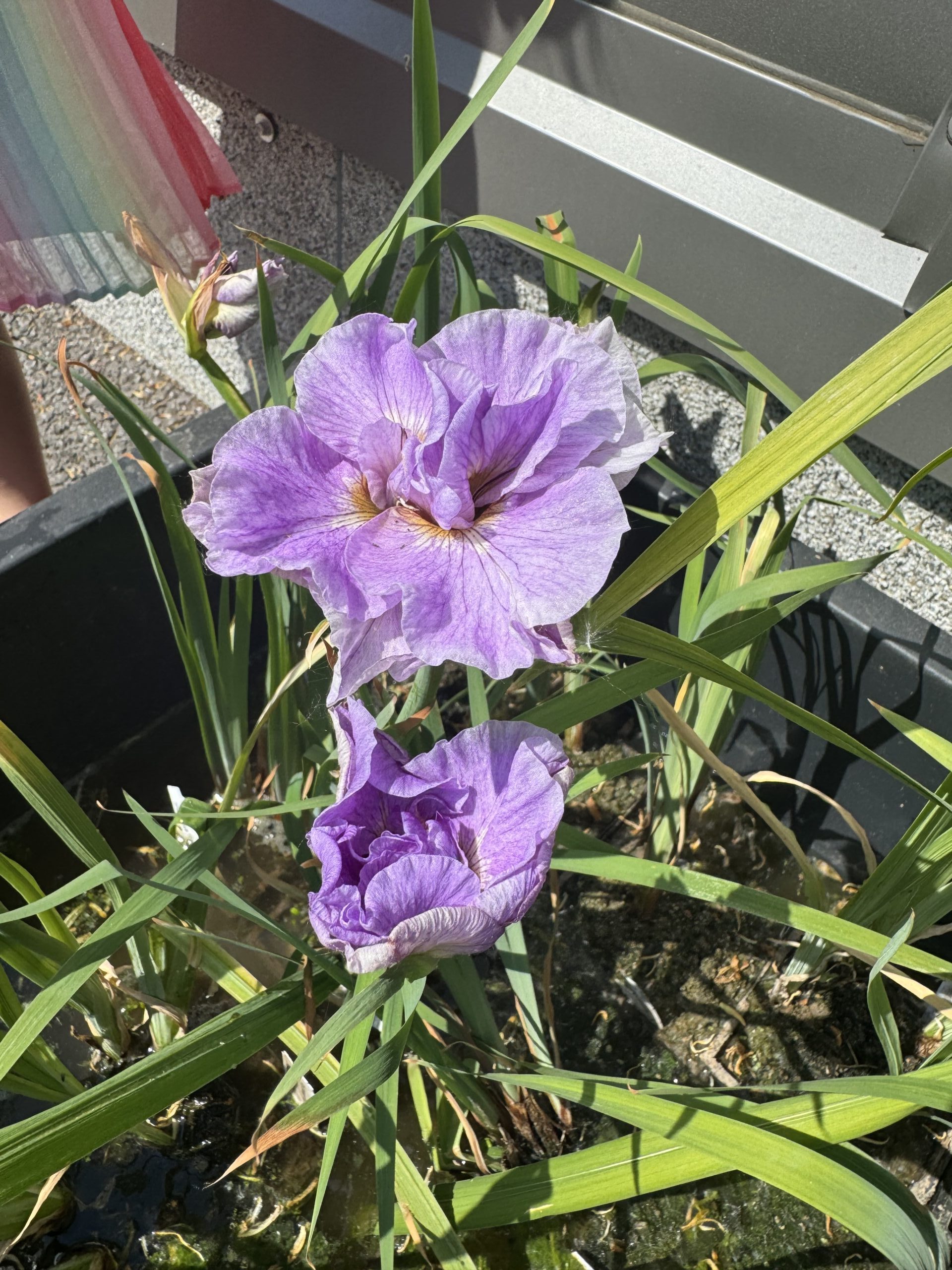 Iiris Pink Parfait