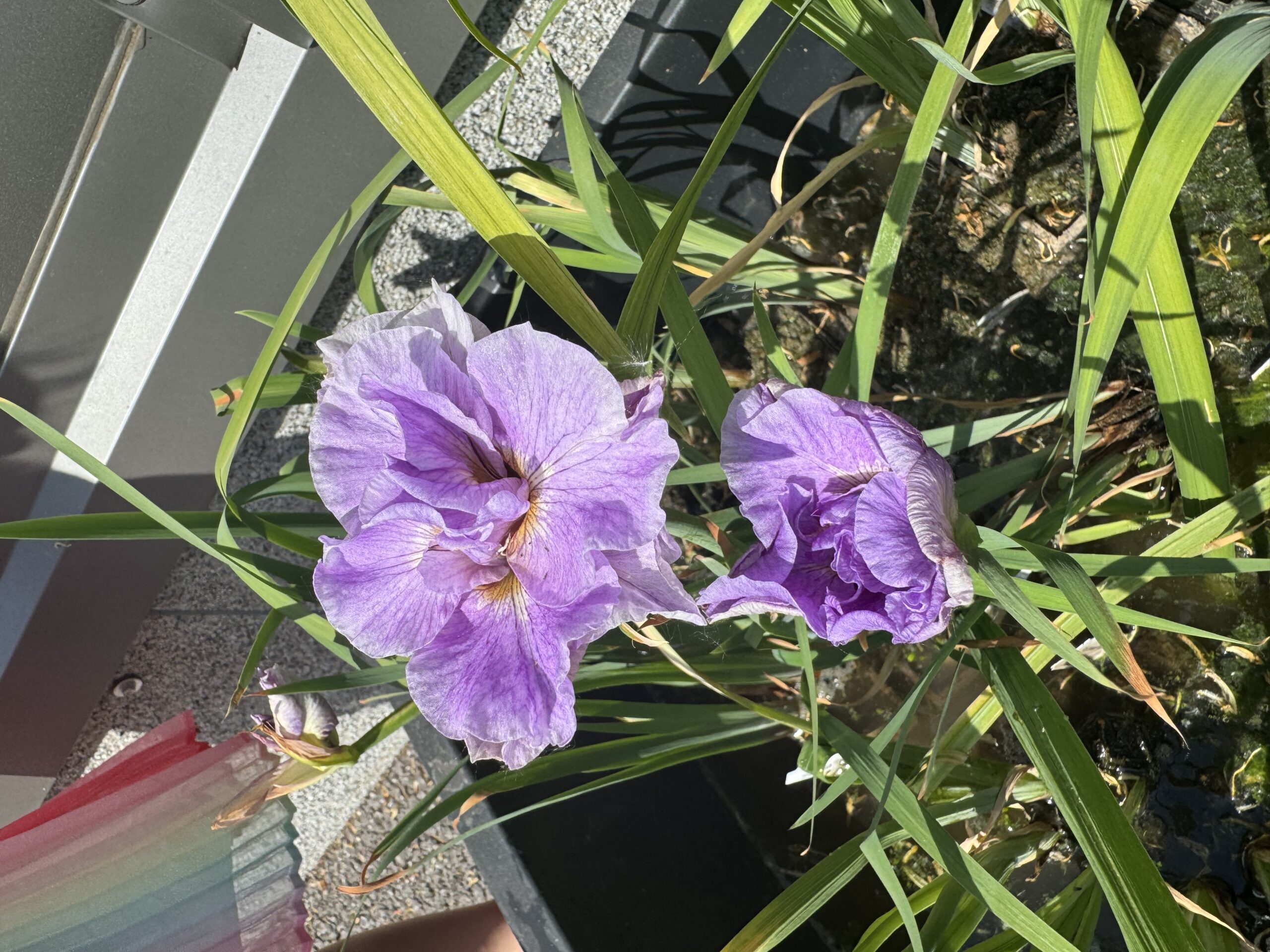 Siberian iris Pink Parfait