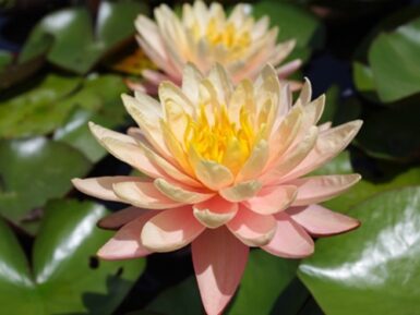 Nymphaea Mangkala Ubol