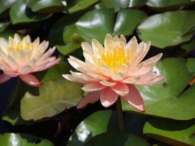 Nymphaea Mangkala Ubol