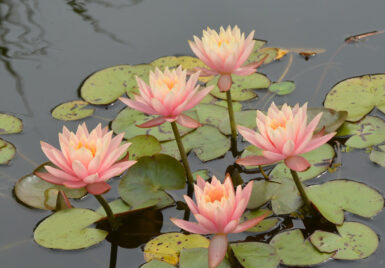 Nymphaea Mangkala Ubol