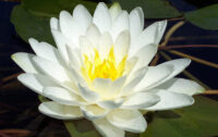 vesiroos Perry's Double White