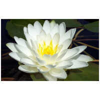 vesiroos Perry's Double White