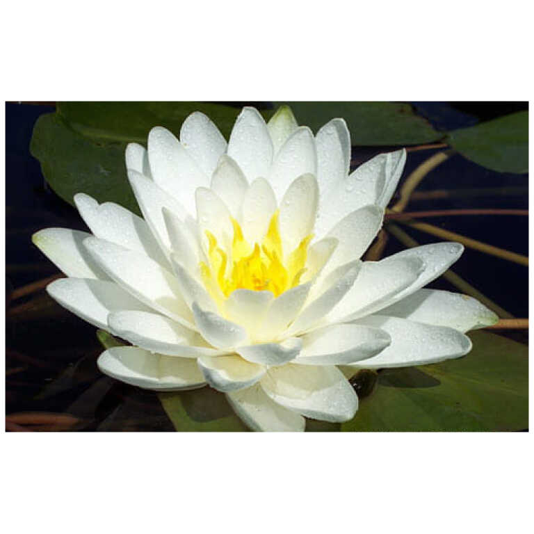 Nymphaea Perry's Double White - Tiigikalad.ee