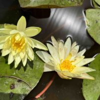 Vesiroos Charlene Strawn